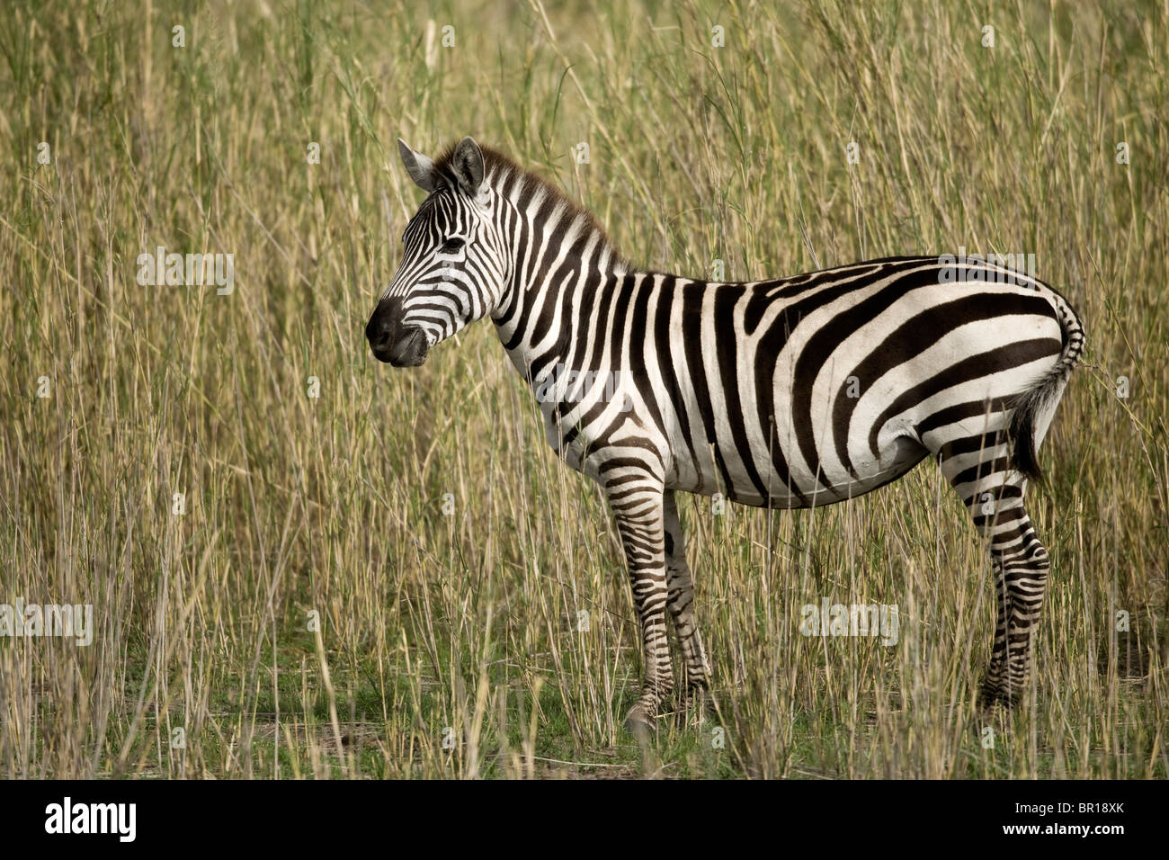 Zebra in Serengeti, Tanzania, Africa Stock Photo
