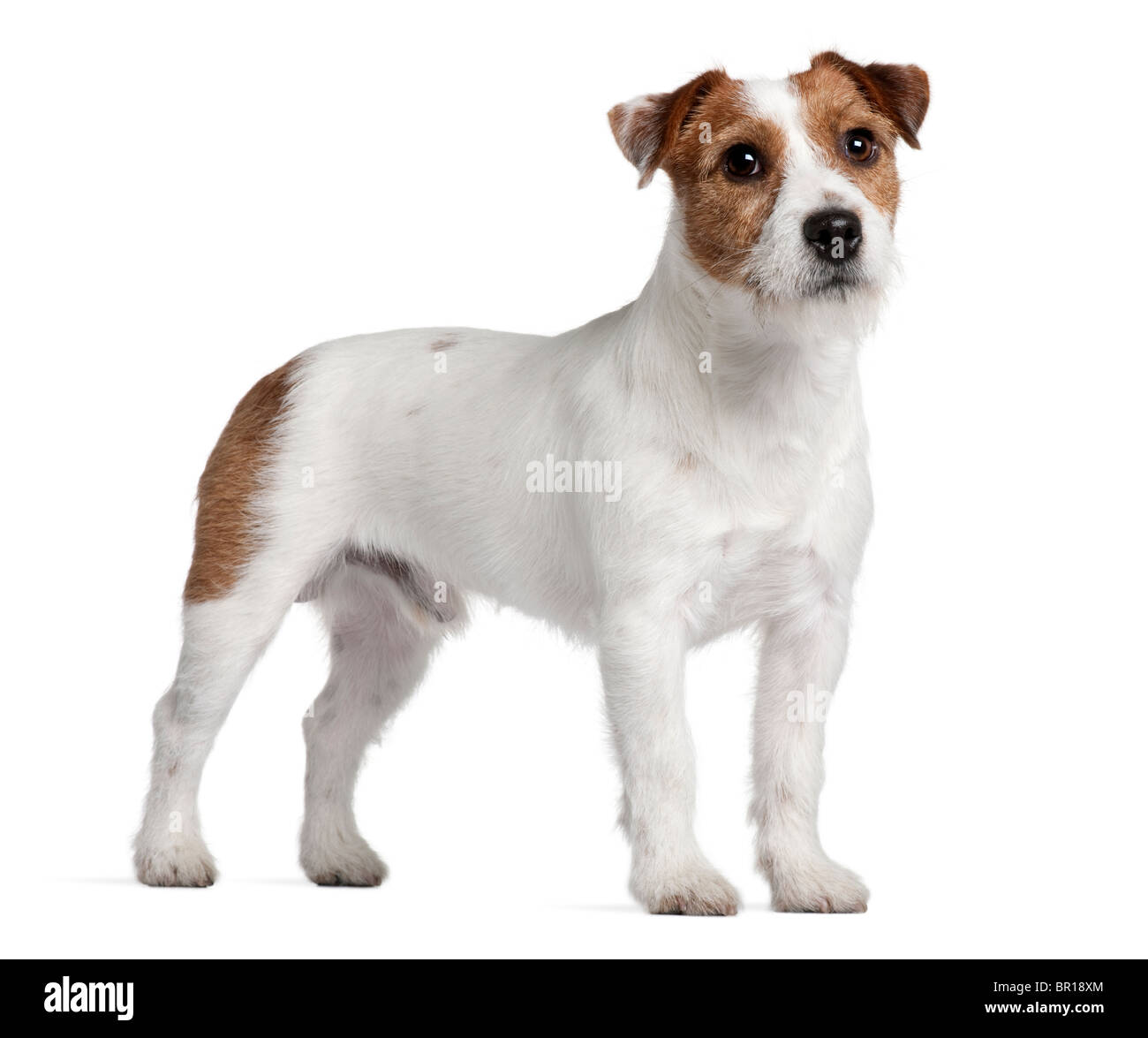 Jack russell terrier hi-res stock photography and images - Alamy