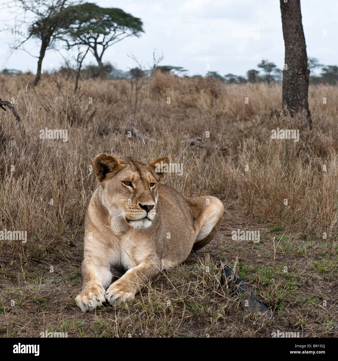 Lioness lying in bush of Serengeti, Tanzania, Africa Stock Photo