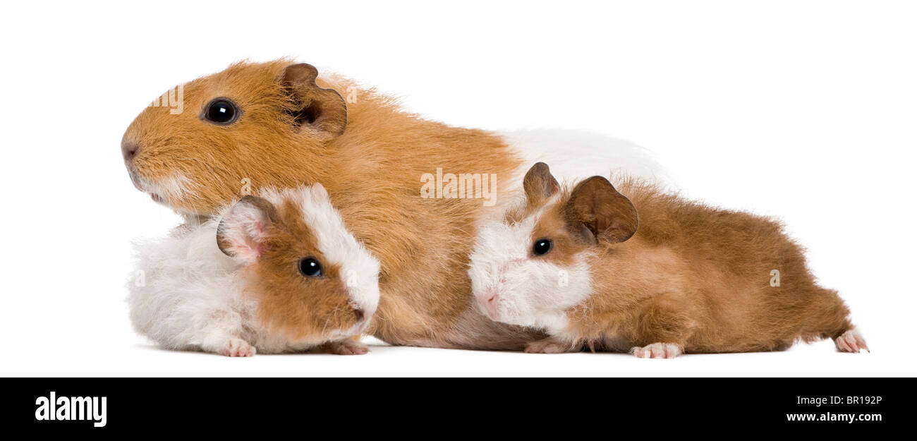 Guinea pig family of the rat 2025