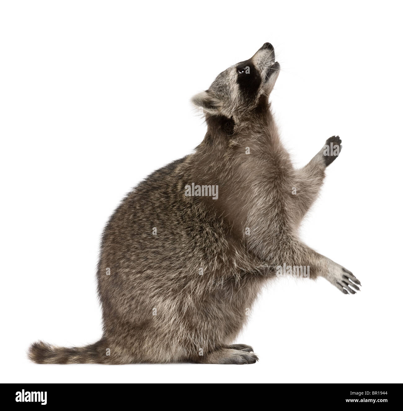 Raccoon looking up in front of white background Stock Photo