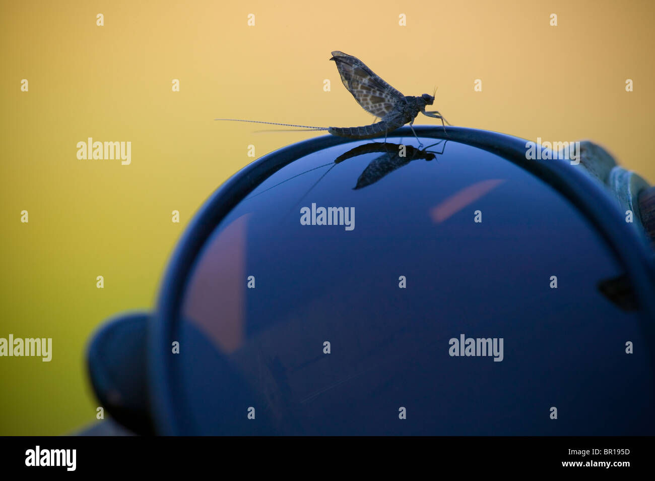 Mayfly reflected on a pair of sunglasses in Winthrop, Washington. (Ephemeroptera) Stock Photo