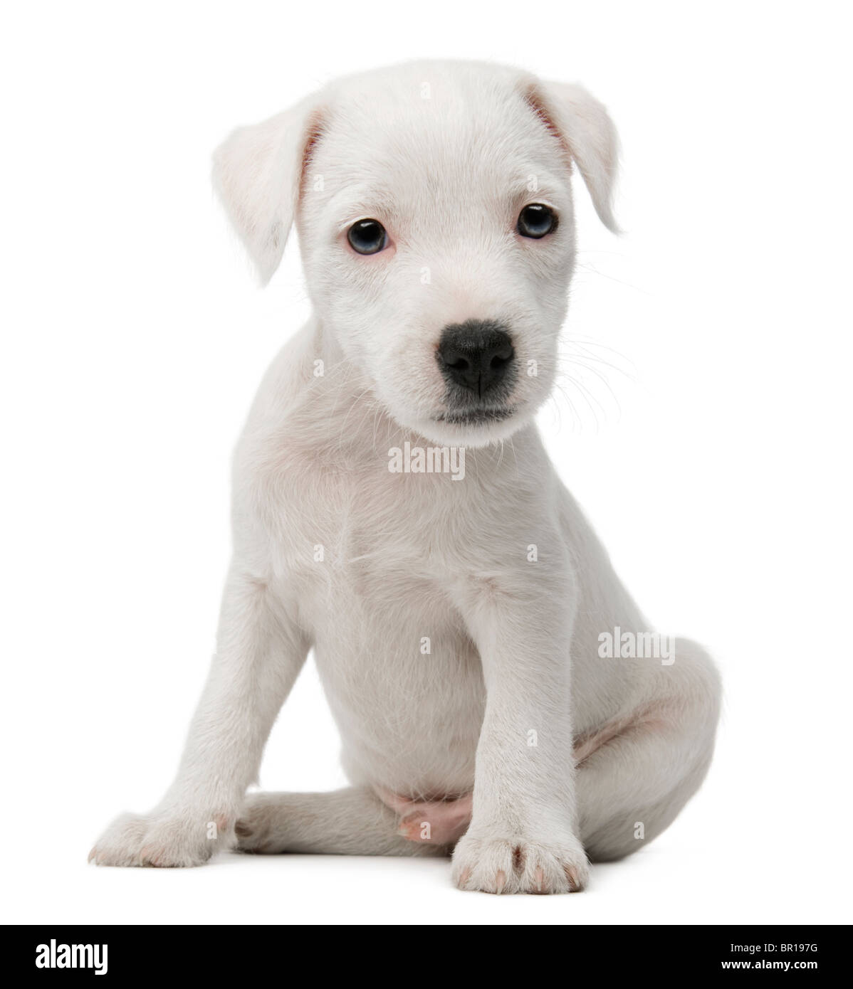 Parson Russell Terrier puppy sitting in front of white background Stock Photo