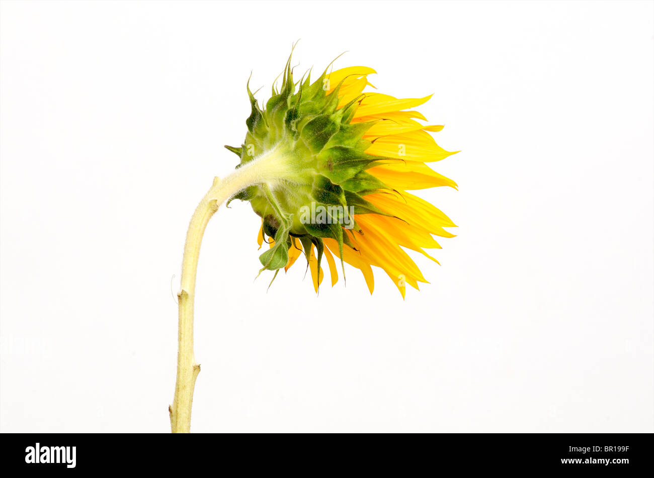 Close up of sunflower. Stock Photo