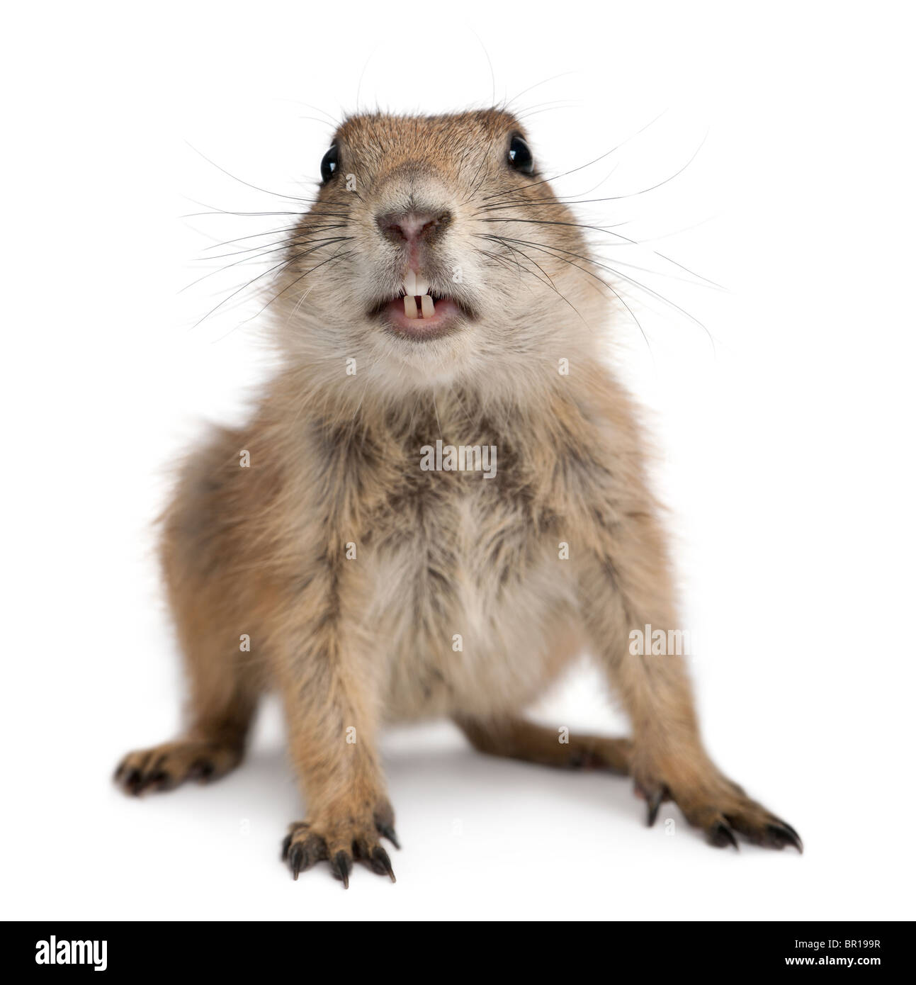 Black-tailed prairie dog, Cynomys ludovicianus, in front of white background Stock Photo
