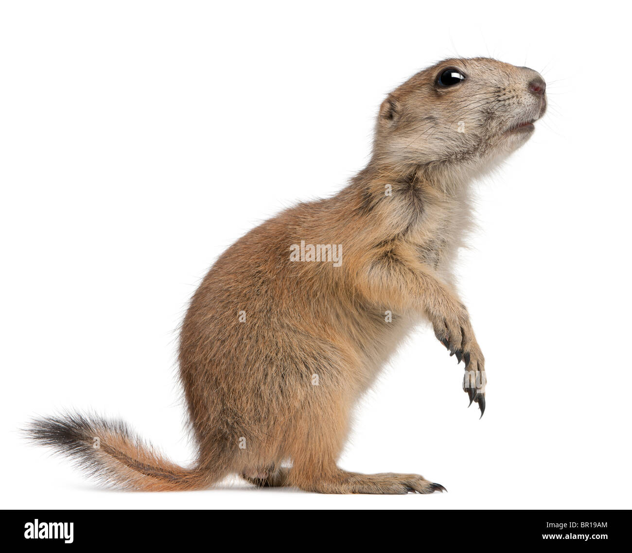 Black-tailed prairie dog, Cynomys ludovicianus, standing in front of white background Stock Photo