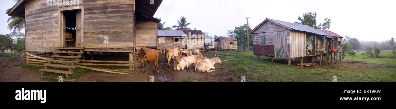 A herd of cattle rest in the mud outside of a church in the remote indigenous Miskito village, Krin Krin, Nicaragua, on the Rio Stock Photo