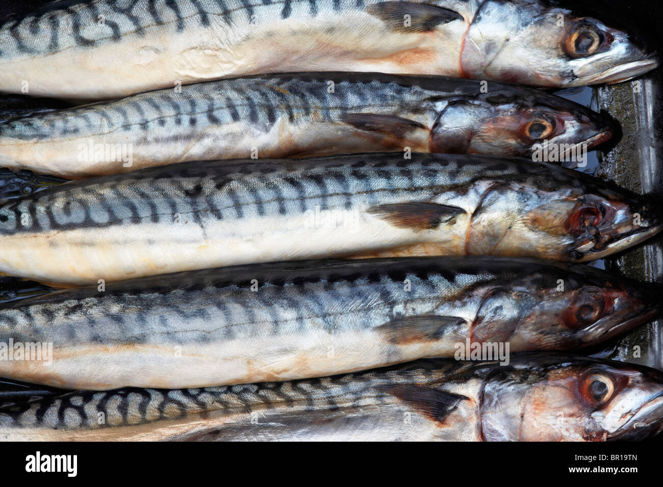 Mackerles Mackerels hi-res stock photography and images - Alamy