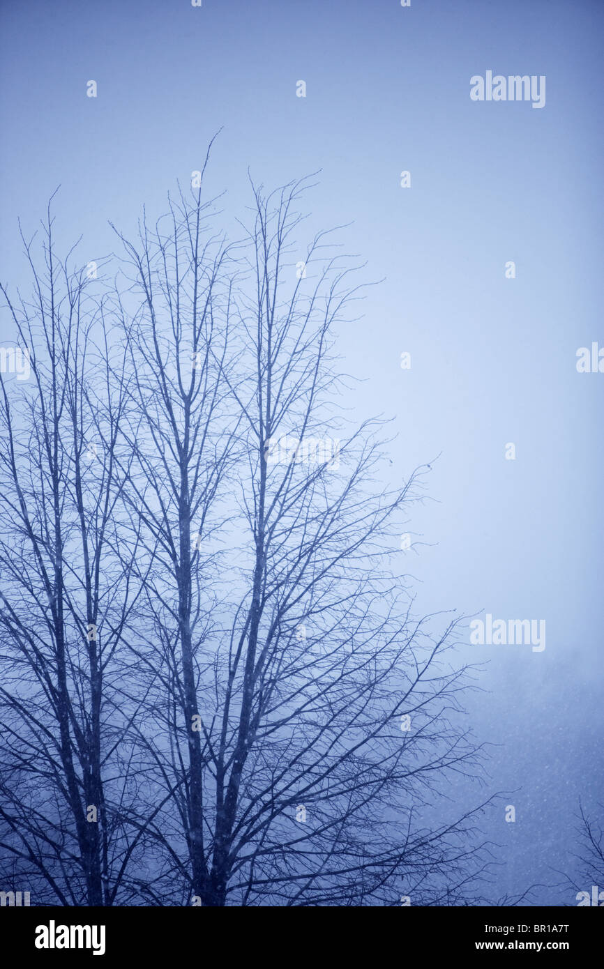 Tree branches against a misty sky. Stock Photo