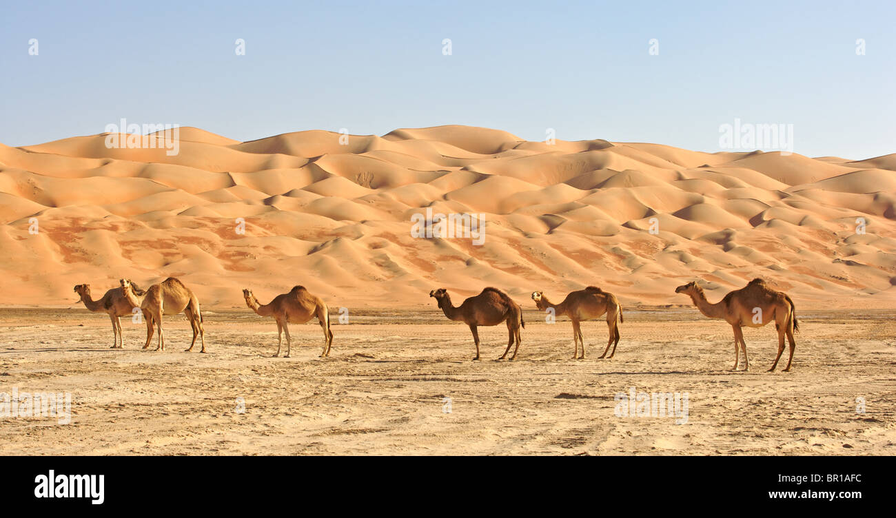 Camels In The Empty Quarter Straddling Oman Saudi Arabia The Uae Stock Photo Alamy