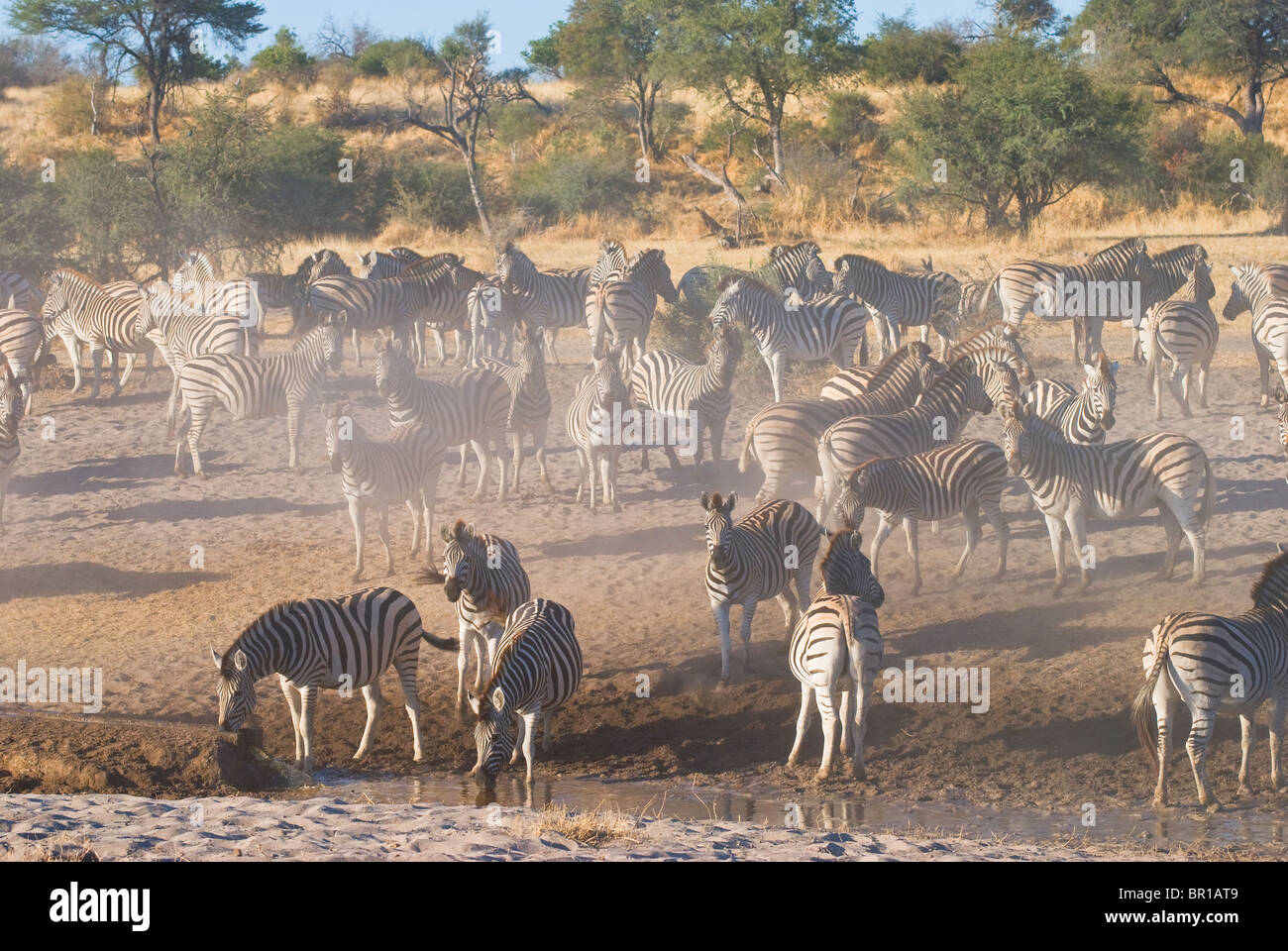 Desert zebra hi-res stock photography and images - Alamy