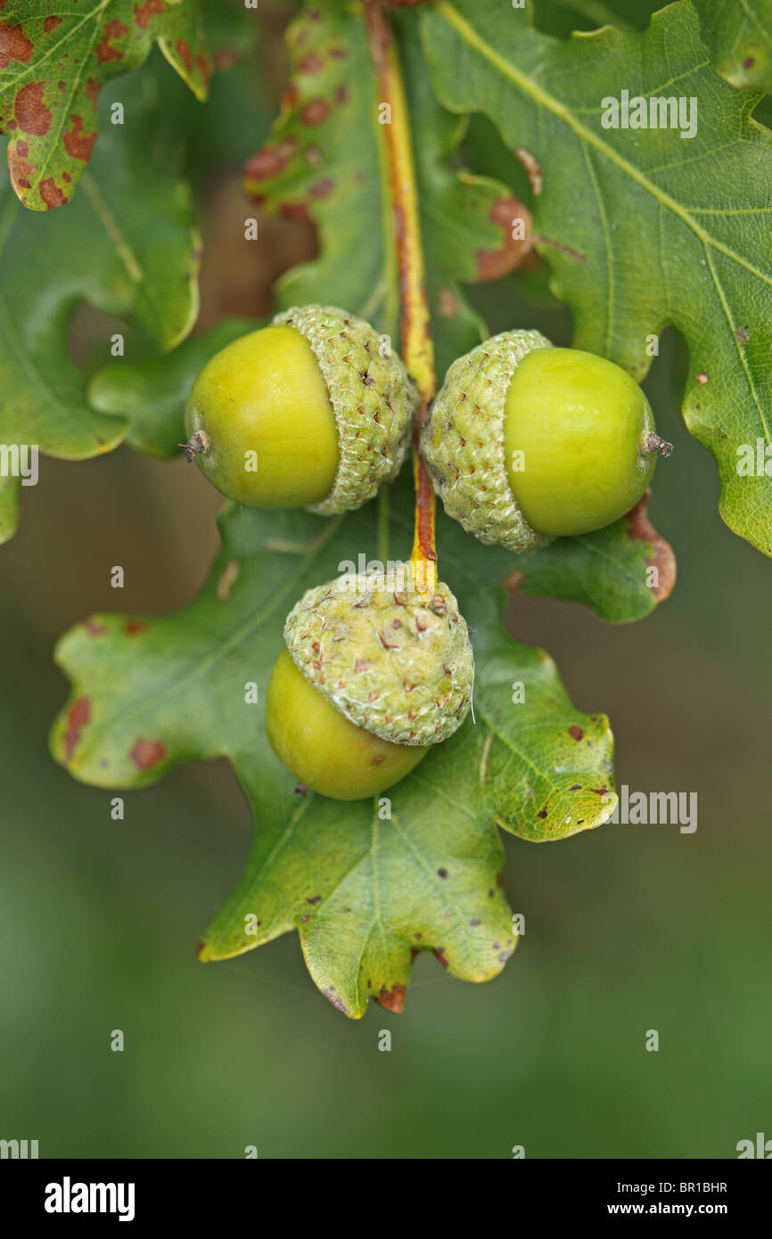 Pedunculate Oak (Quercus robur or pedunculata) or English Oak Acorns Stock Photo