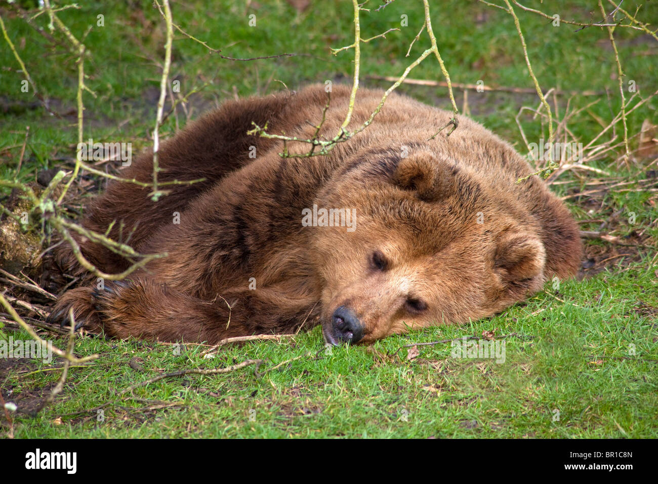 A Brown Bear sleeping in the shade Stock Photo