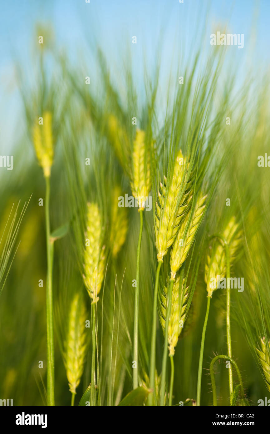 Green wheat close-up macro shot Stock Photo