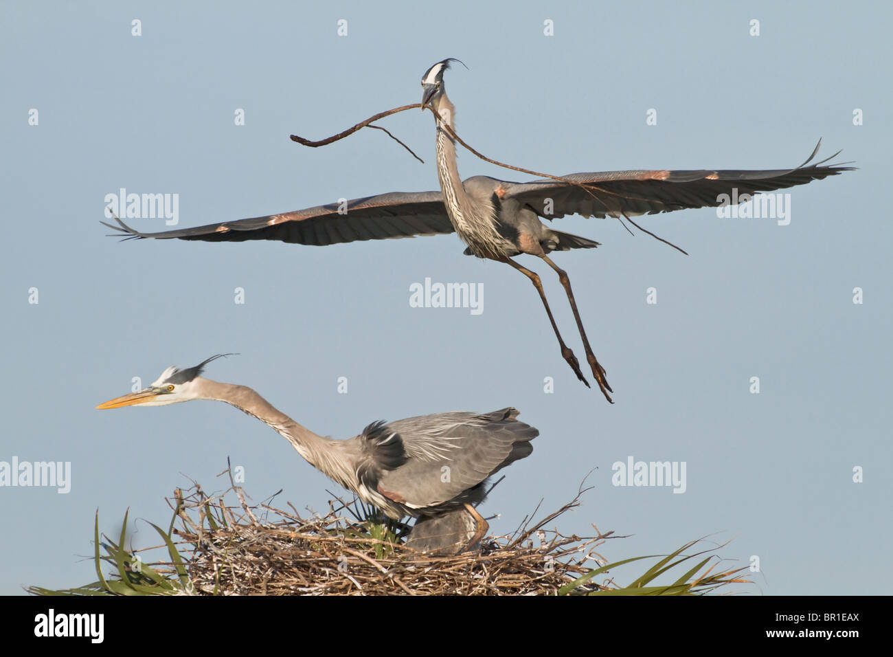 Tsap of a soldier with a beak and into the nest Tsap of a soldier with a beak and into the nest