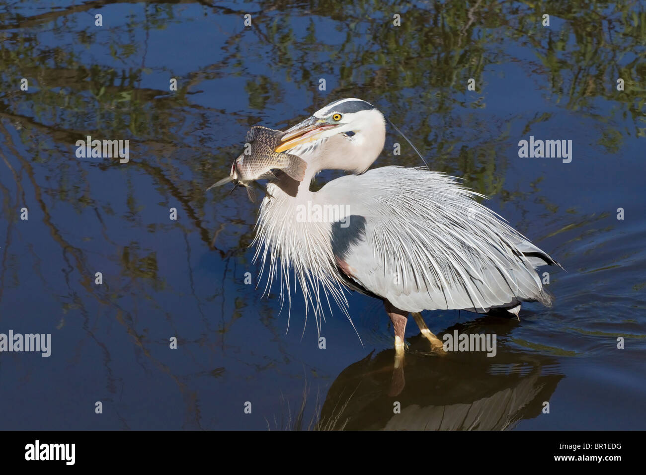 Great Blue Heron Walking With Freshly Caught Tilapia Fish Great Blue Heron Walking With Freshly Caught Tilapia Fish