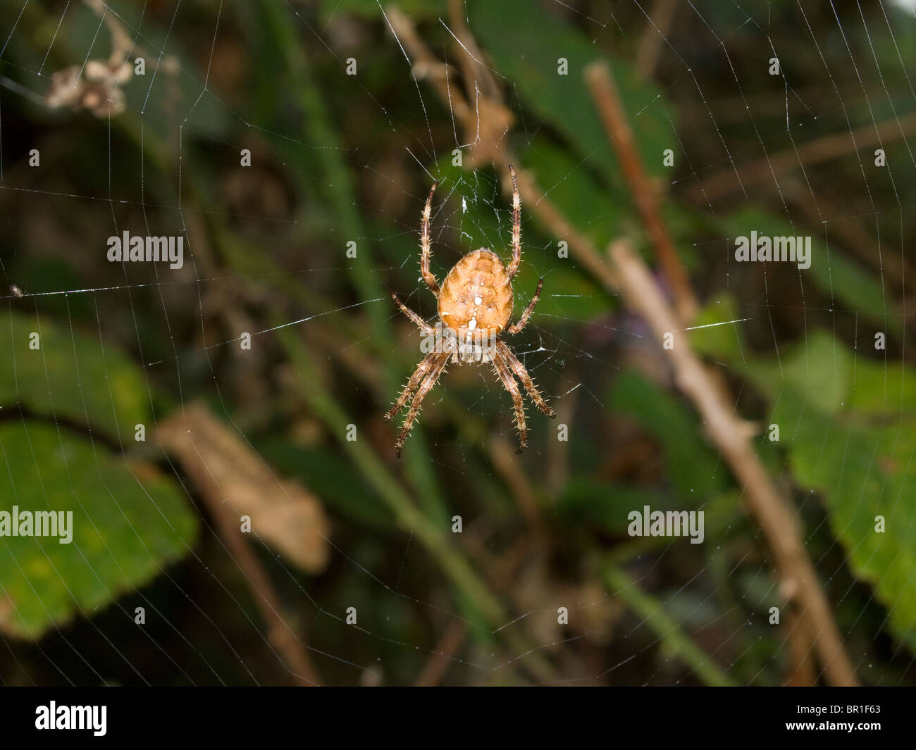 Common Garden Spider Araneus diadematus Stock Photo