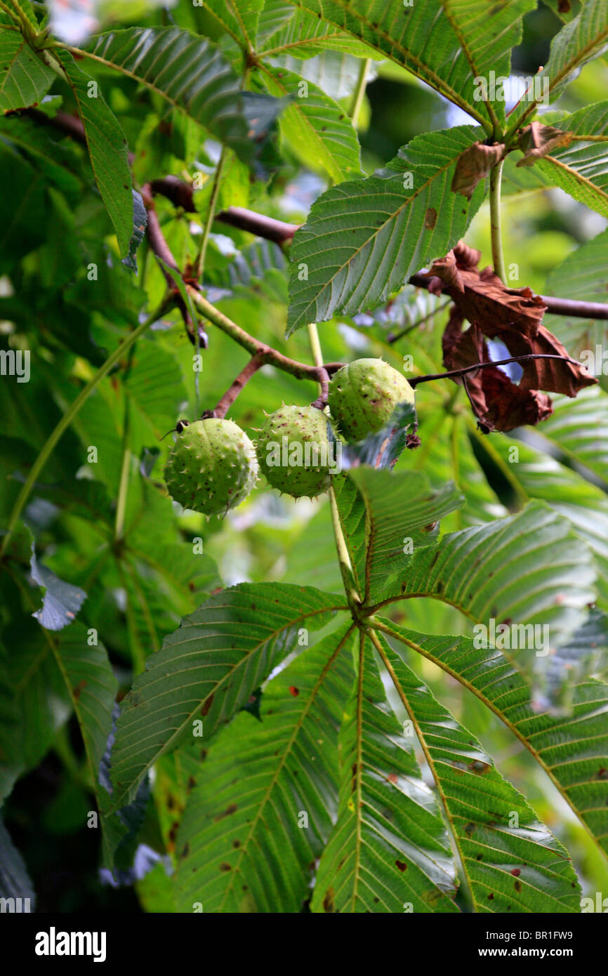 Horse Chestnuts in their spiky cocoon growing on the tree in early