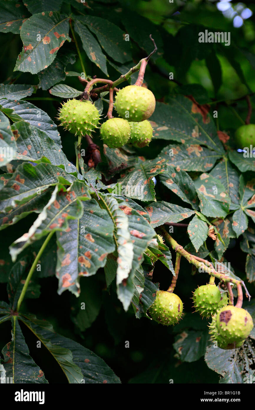 Horse Chestnuts in their spiky cocoon growing on the tree in early