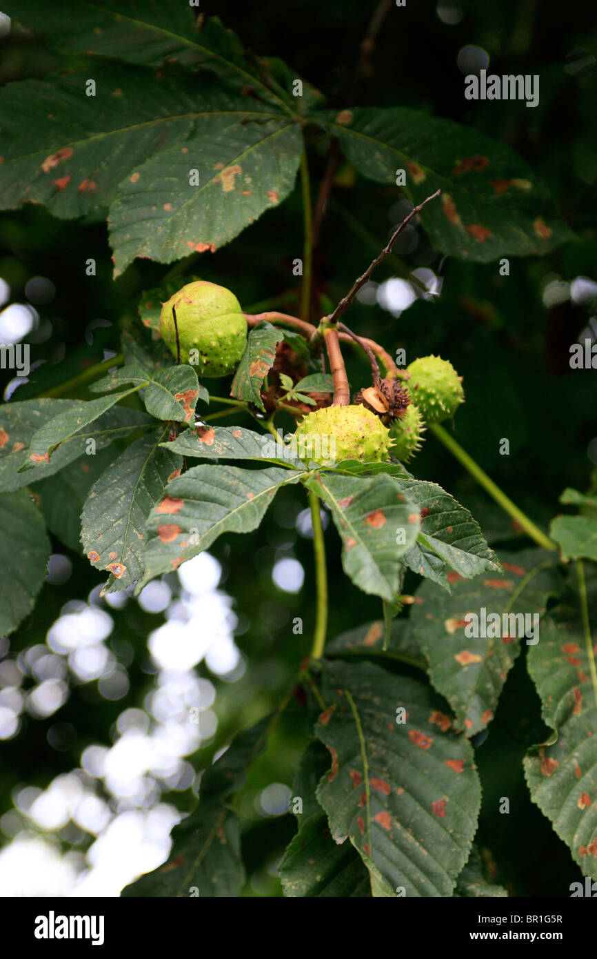Horse Chestnuts in their spiky cocoon growing on the tree in early