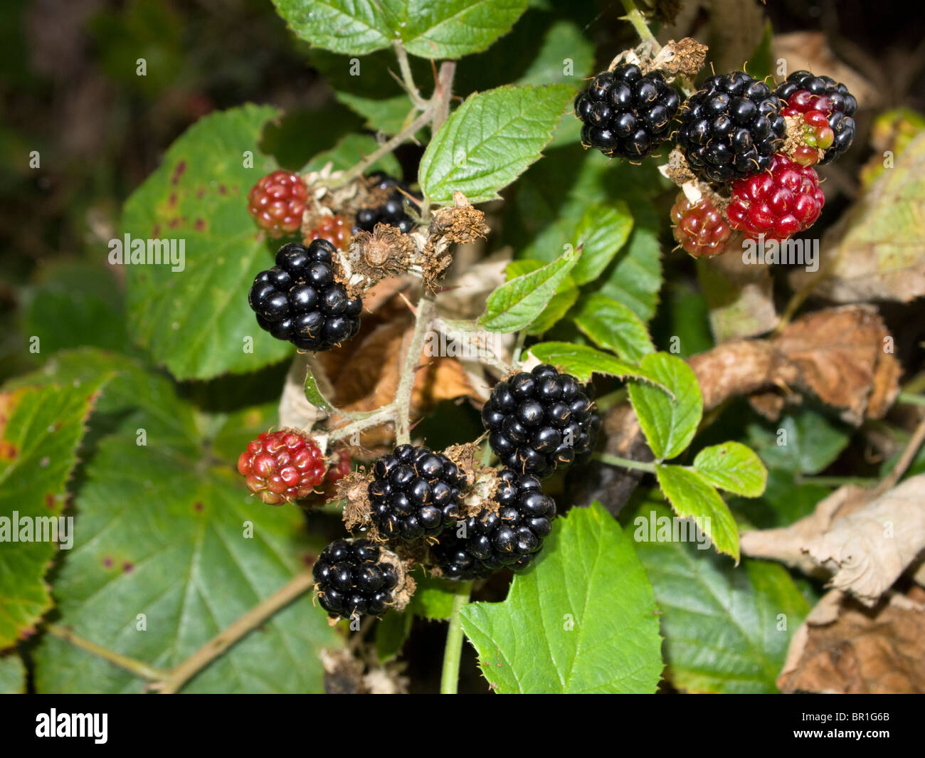 Under Ripe Blackerry Unripe blackberry hi-res stock photography and images - Alamy