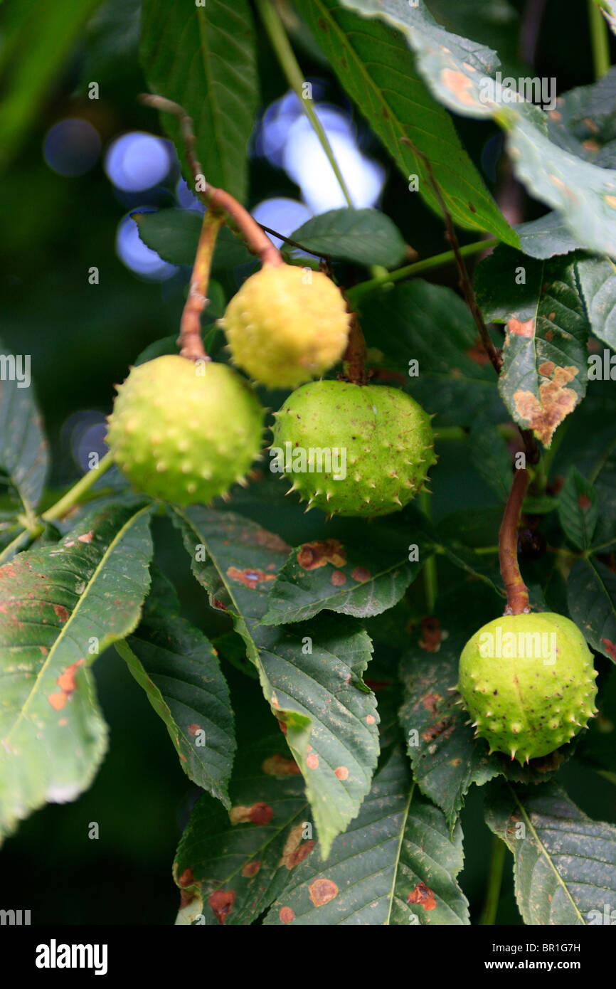 Horse Chestnuts in their spiky cocoon growing on the tree in early