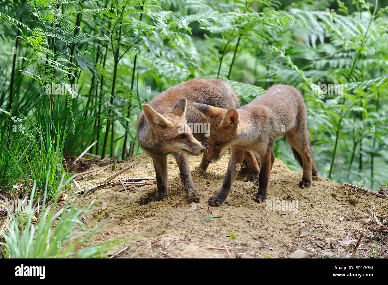Common red fox (Vulpes vulpes) - Pair of five-month-old cubs standing ...