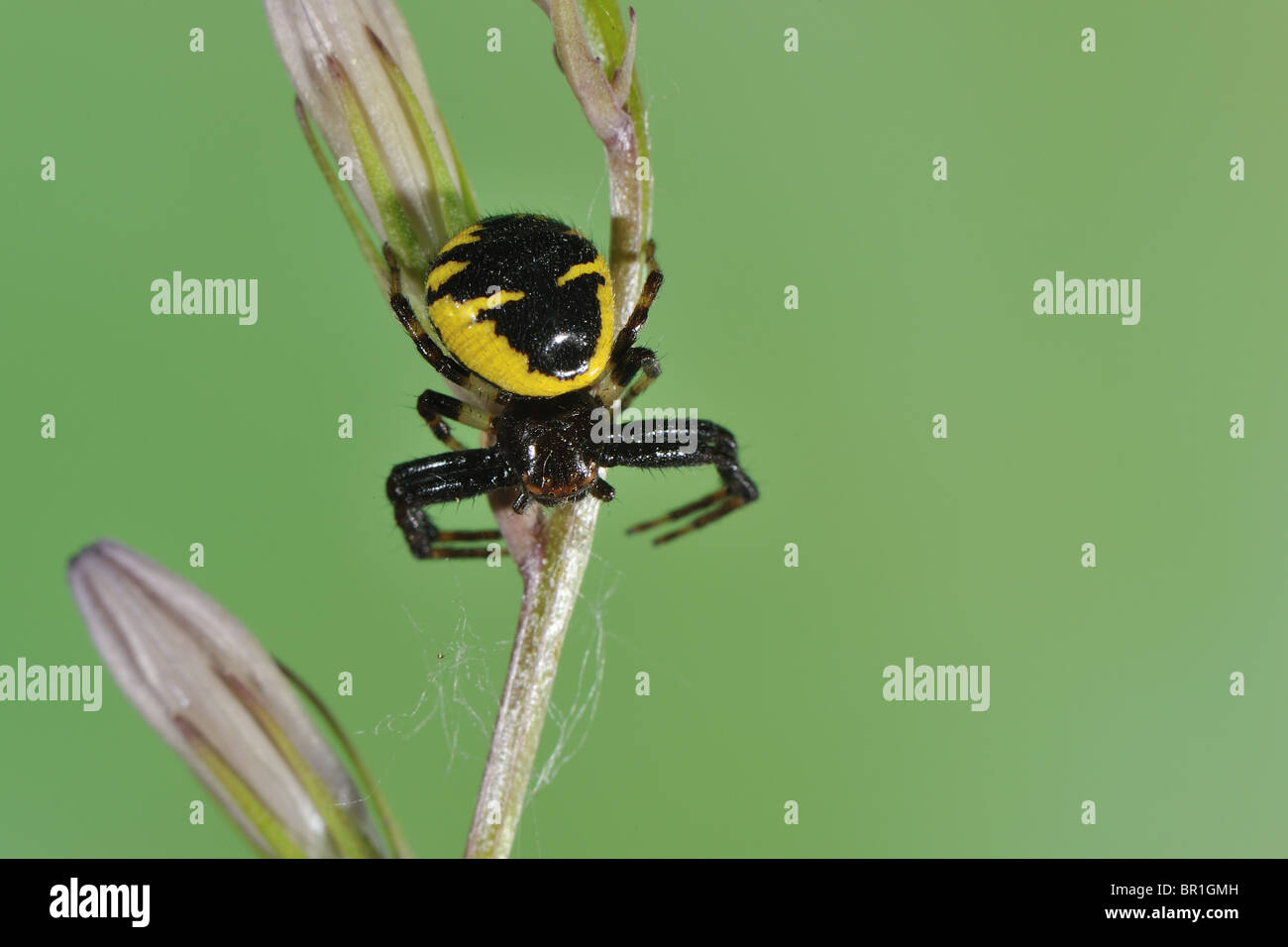 Napoleon crab spider (Synaema globosum - Synema globosum) female on flower at spring - Vaucluse - Provence - France Stock Photo