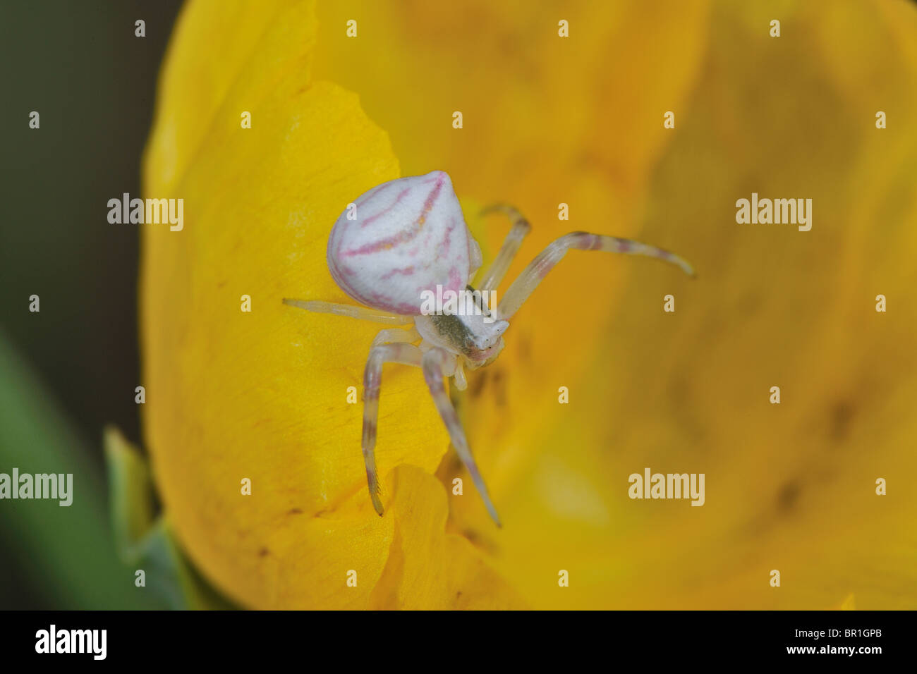Flower crab spider (Thomisus onustus) lying in wait for prey on a yellow hornpoppy's flower in summer Stock Photo