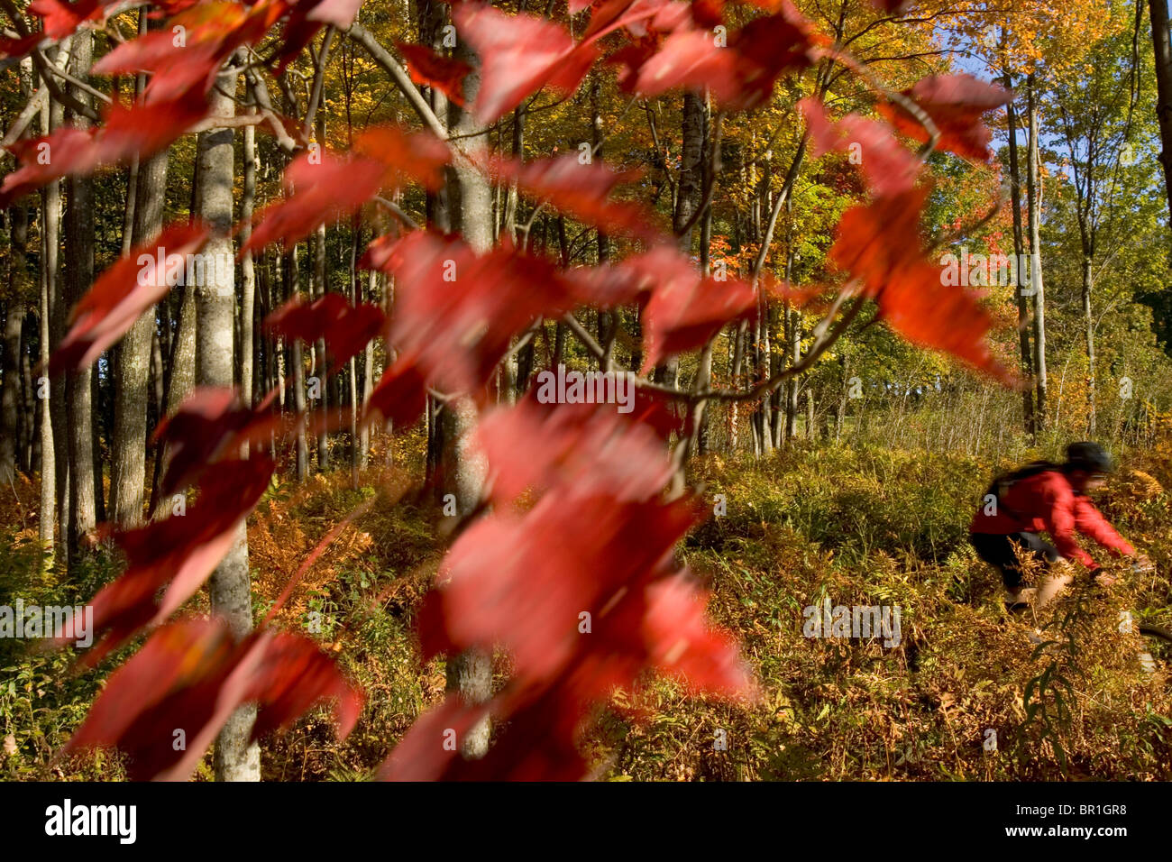 Mountain bikers ride in New Gloucester, Maine Stock Photo Alamy