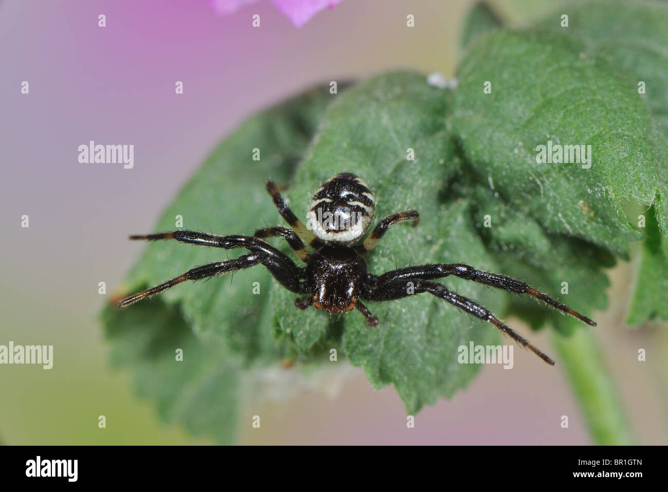 Napoleon crab spider (Synaema globosum - Synema globosum) male on flower at spring - Vaucluse - Provence - France Stock Photo