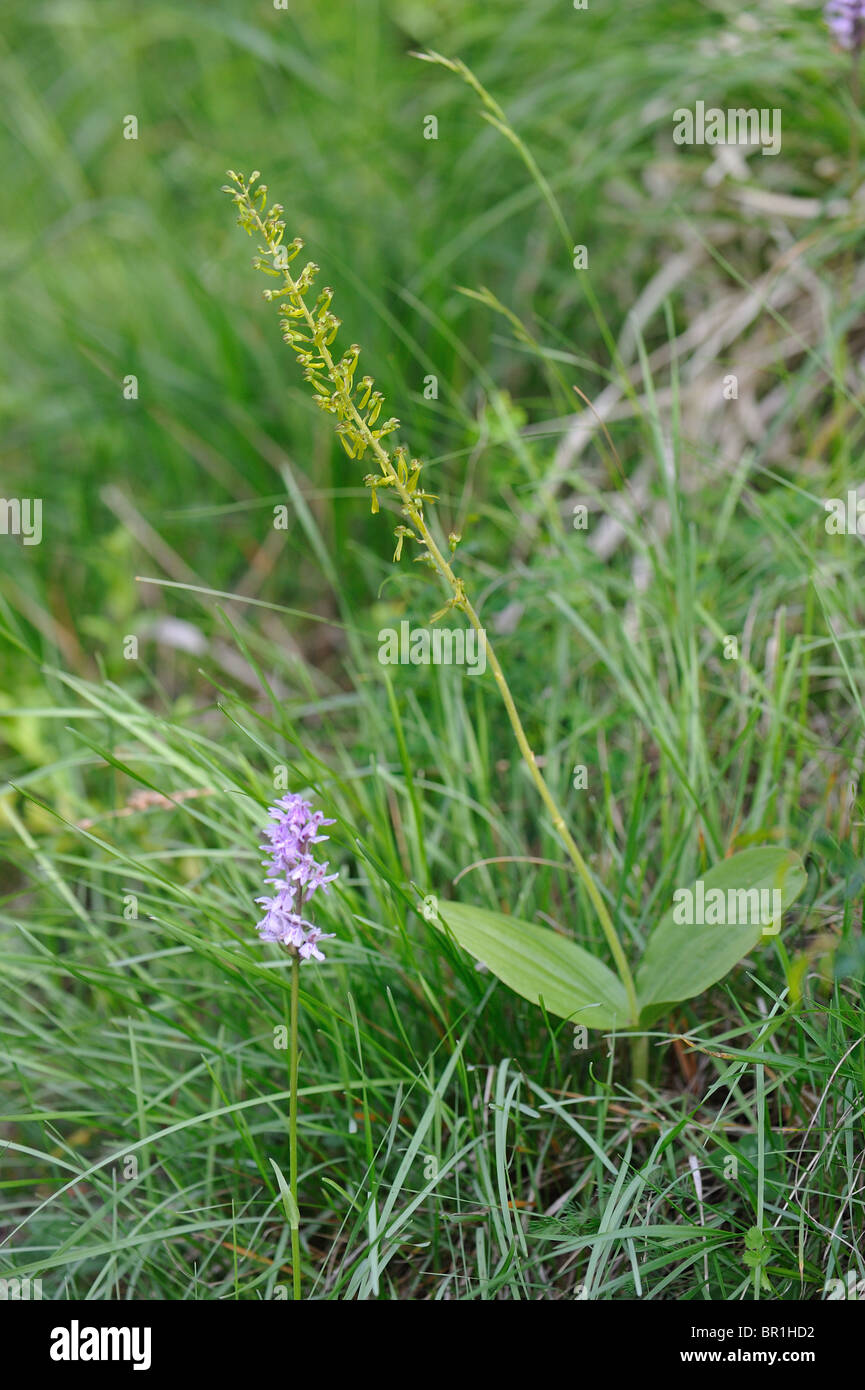Common twayblade (Listera ovata) - terrestrial orchid native to Europe flowering at spring - Cevennes - France Stock Photo