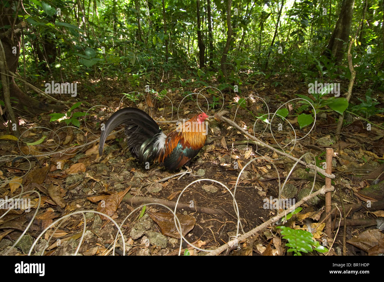 Wild chicken trap Stock Photo Alamy
