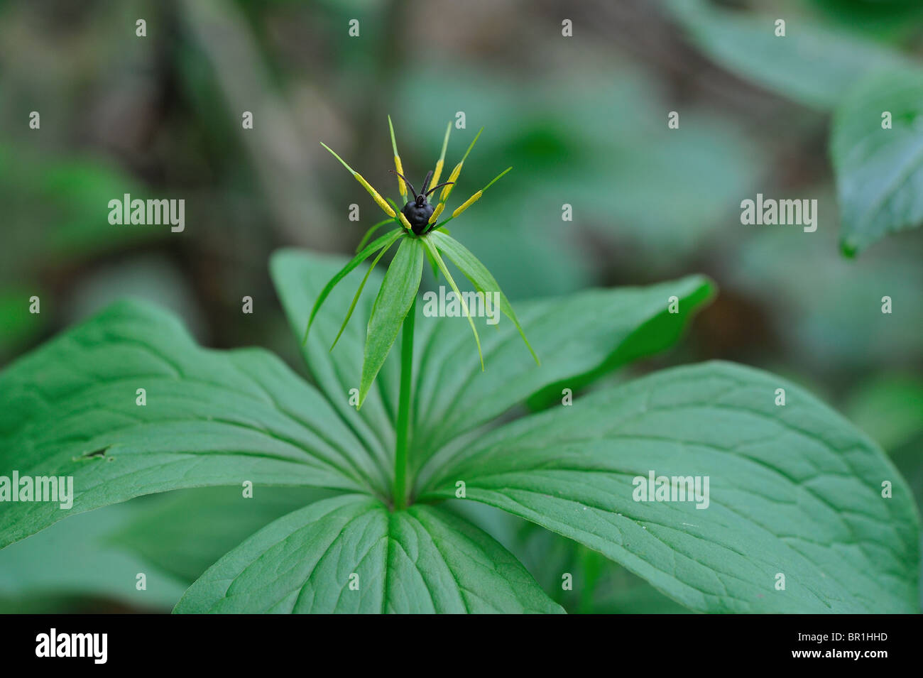 Herb Paris - True-lover's Knot (Paris quadrifolia) flowering at spring Stock Photo