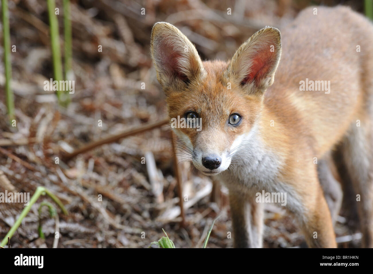 Common red fox (Vulpes vulpes) - Portrait of a five-month-old cub in ...