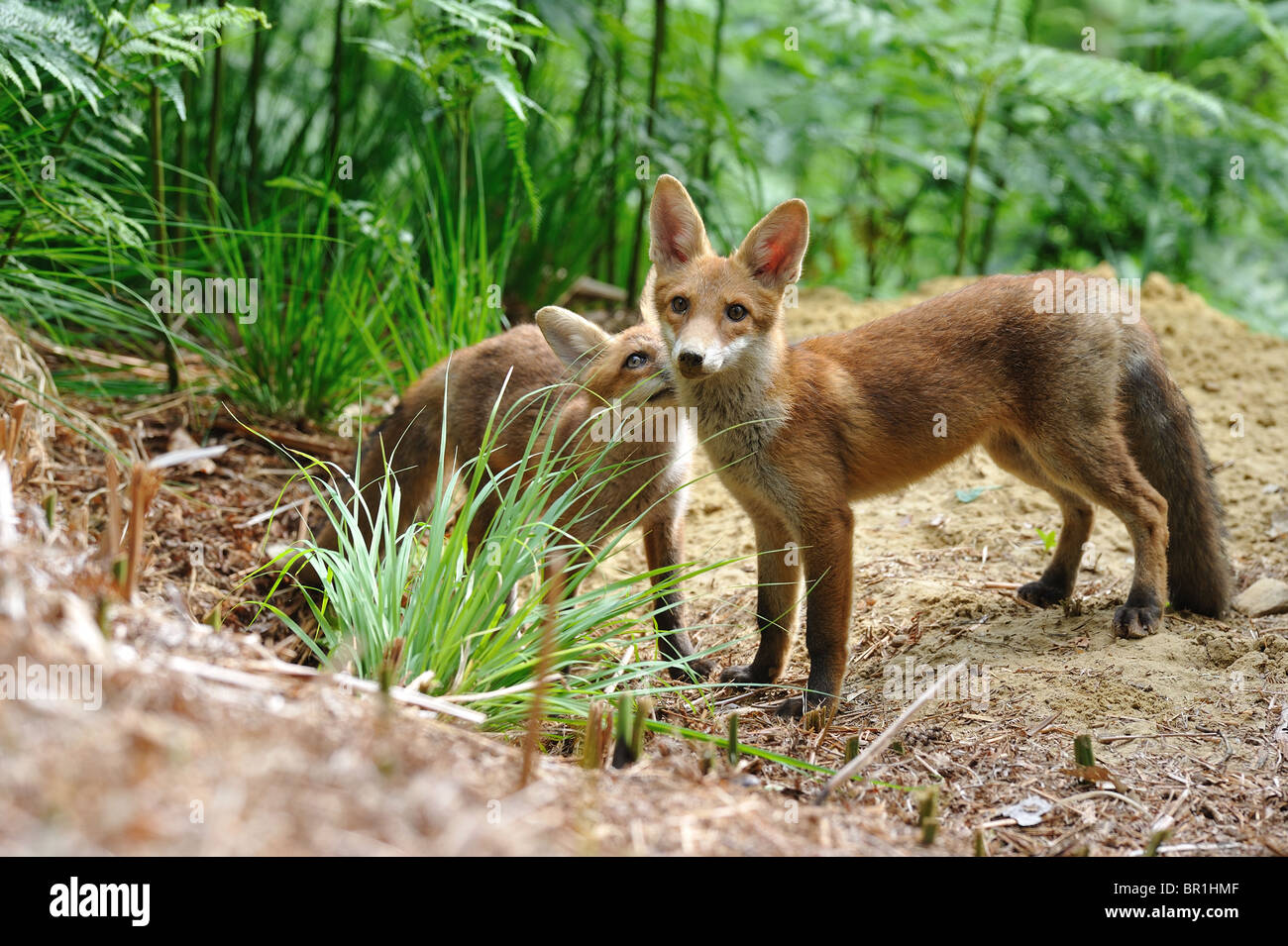 Common red fox (Vulpes vulpes) - Pair of five-month-old cubs standing ...