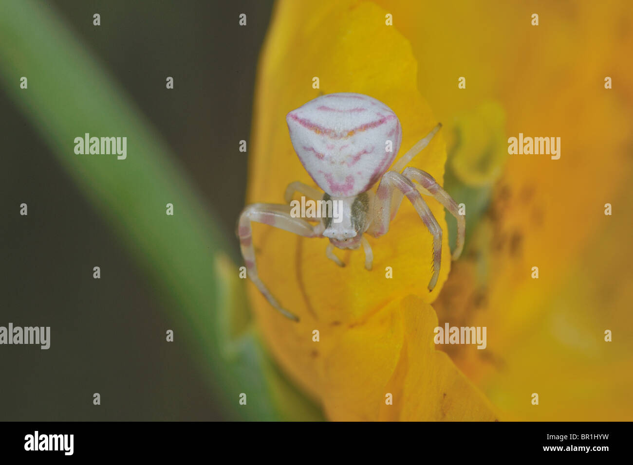 Flower crab spider hires stock photography and images Alamy