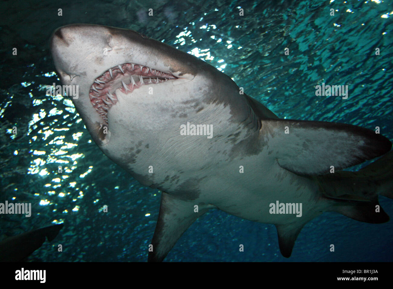 Sand Tiger Shark Carcharias taurus Stock Photo