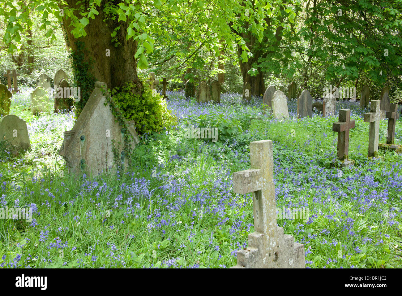 bluebells in an english church graveyard with headstones Stock Photo