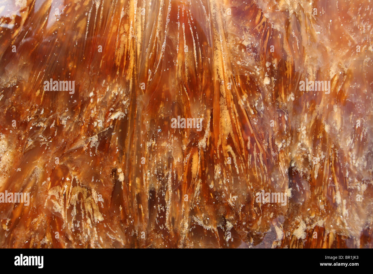 Lion's Mane Jellyfish Cyanea capillata In Detail Taken At New Brighton, The Wirral, Wallasey, Merseyside, UK Stock Photo