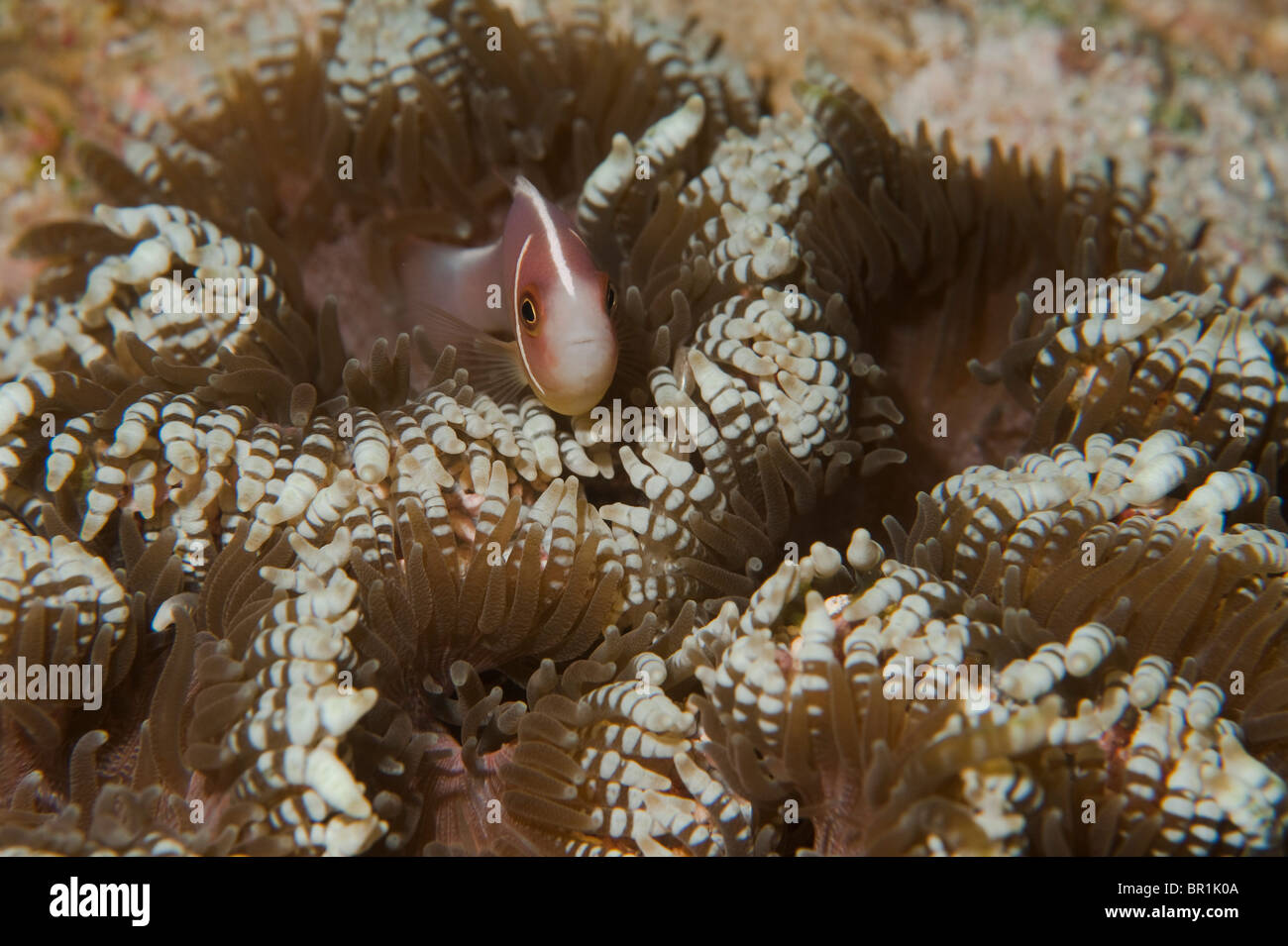 A Pink Anemonefish in a Beaded Sea Anemone on a reef in Indonesia. Stock Photo