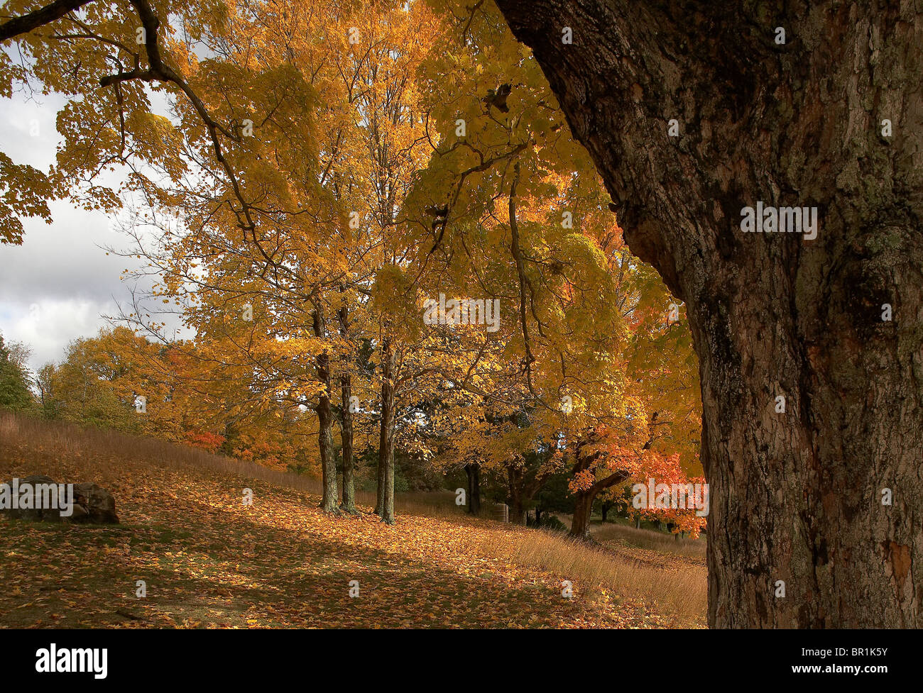 Maple trees show their Fall colors. Stock Photo