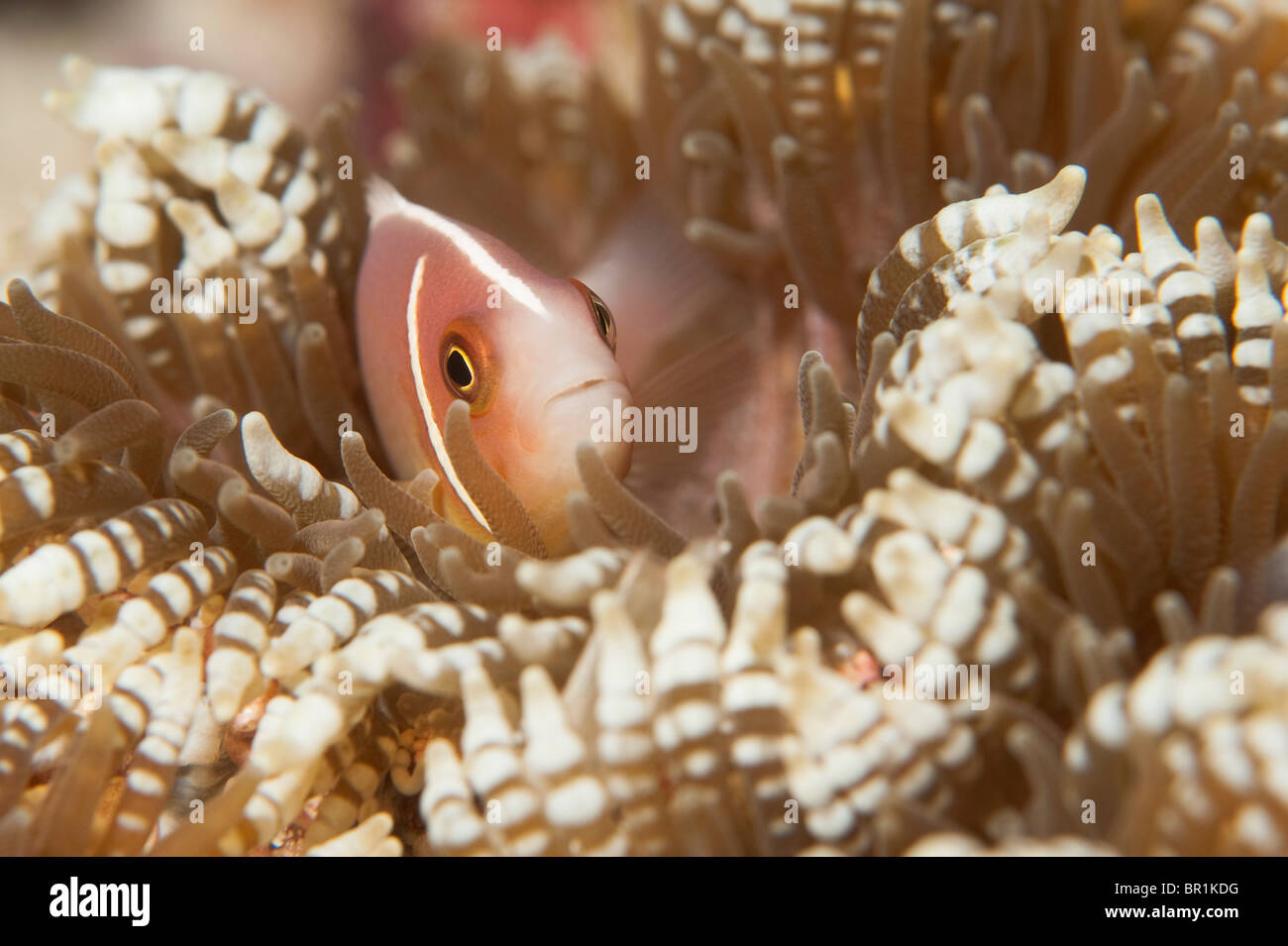 A Pink Anemonefish in a Beaded Sea Anemone on a reef in Indonesia. Stock Photo