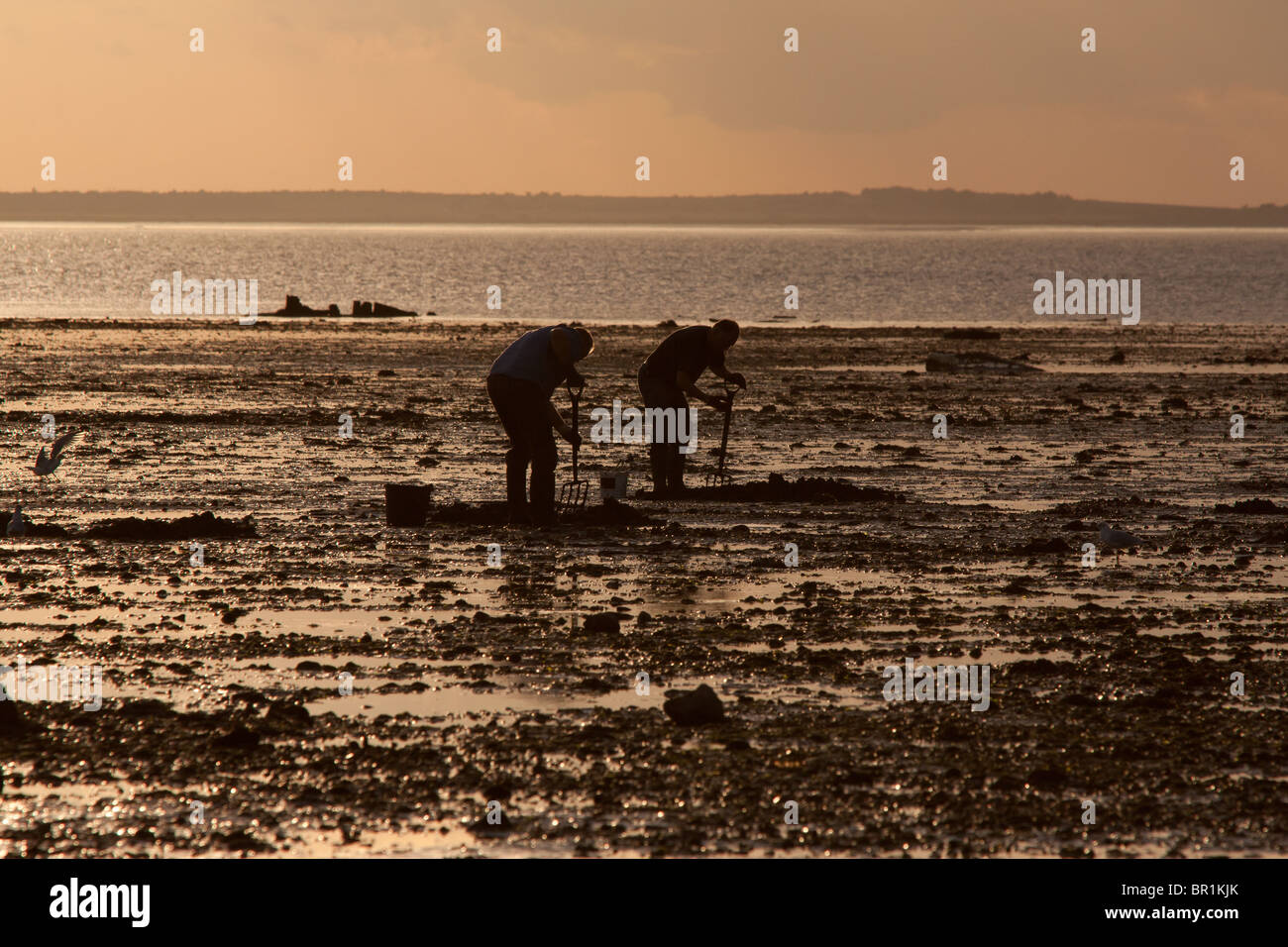 Whitstable bait diggers in sunset Stock Photo