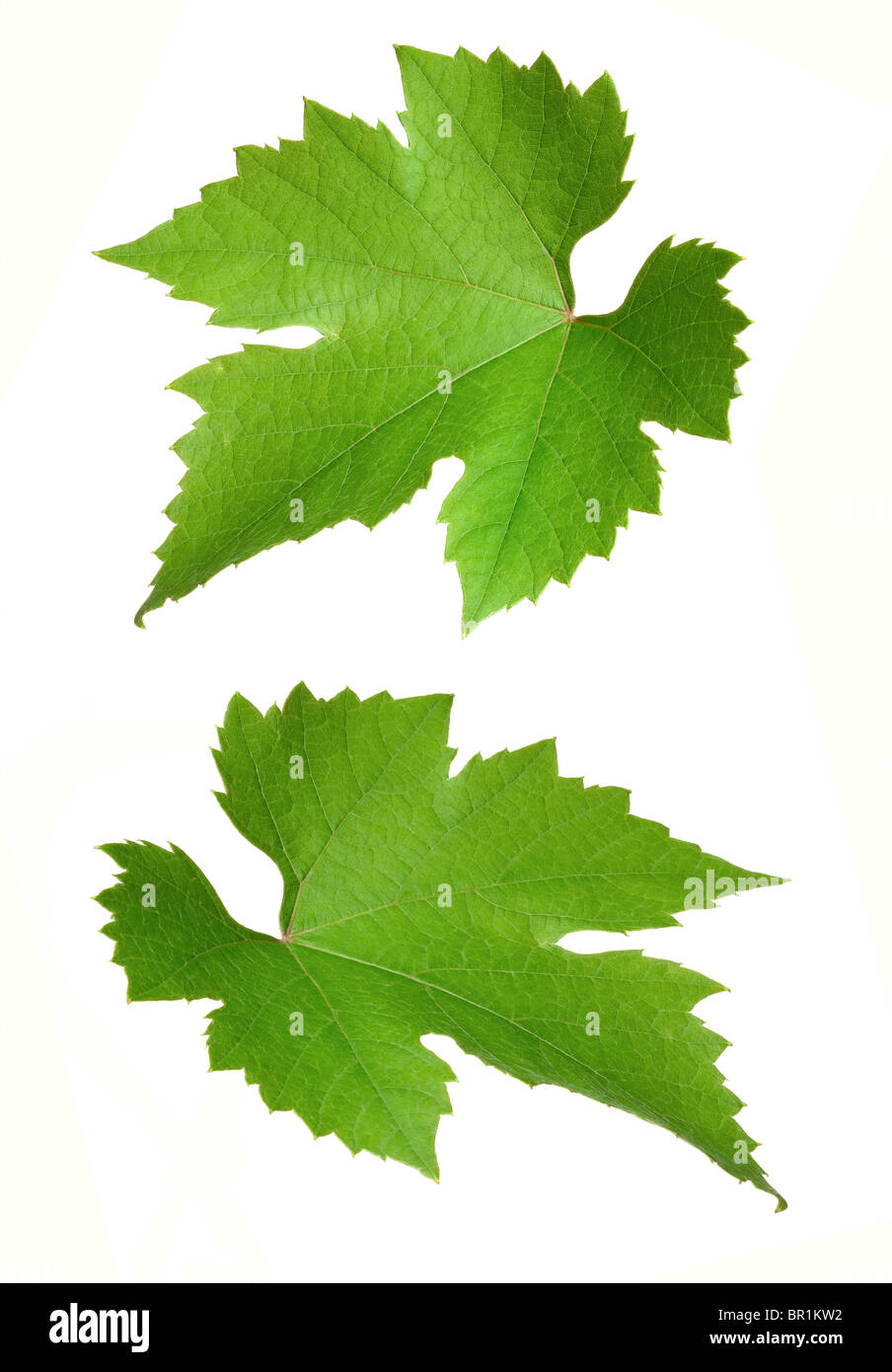 grapevine leaves Stock Photo