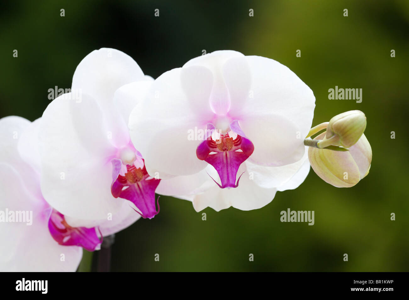 White Phalaenopsis Moth Orchid 2 Stock Photo