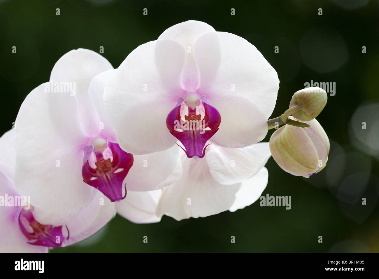 White Phalaenopsis Moth Orchid Stock Photo
