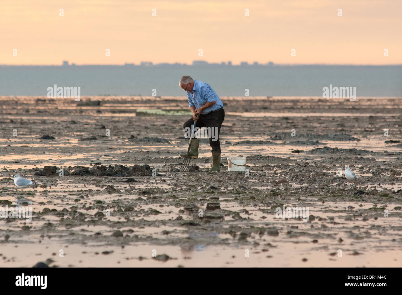 Whitstable bait digger with seagulls Stock Photo