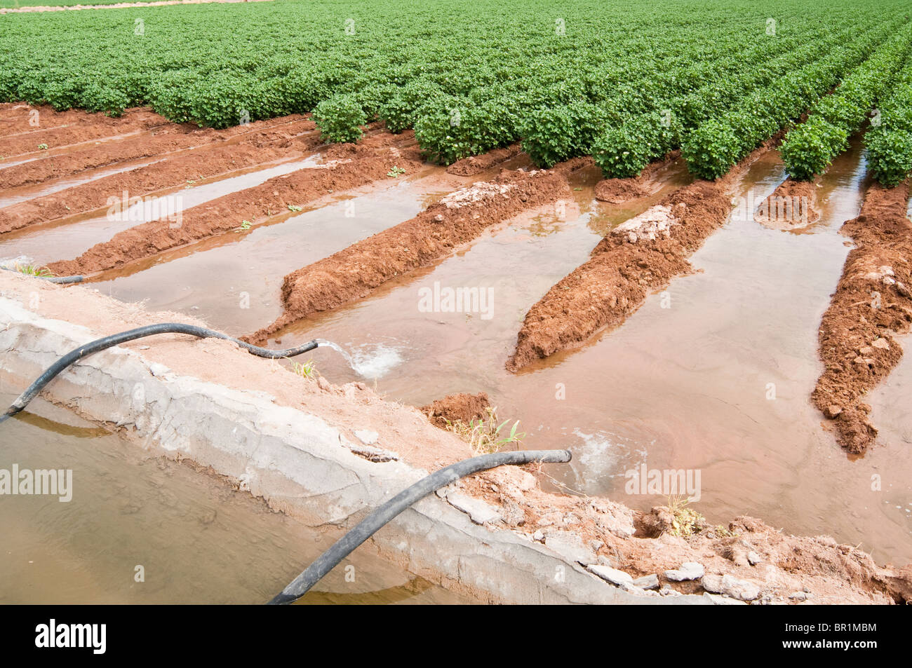 Flood irrigating farm field hires stock photography and images Alamy