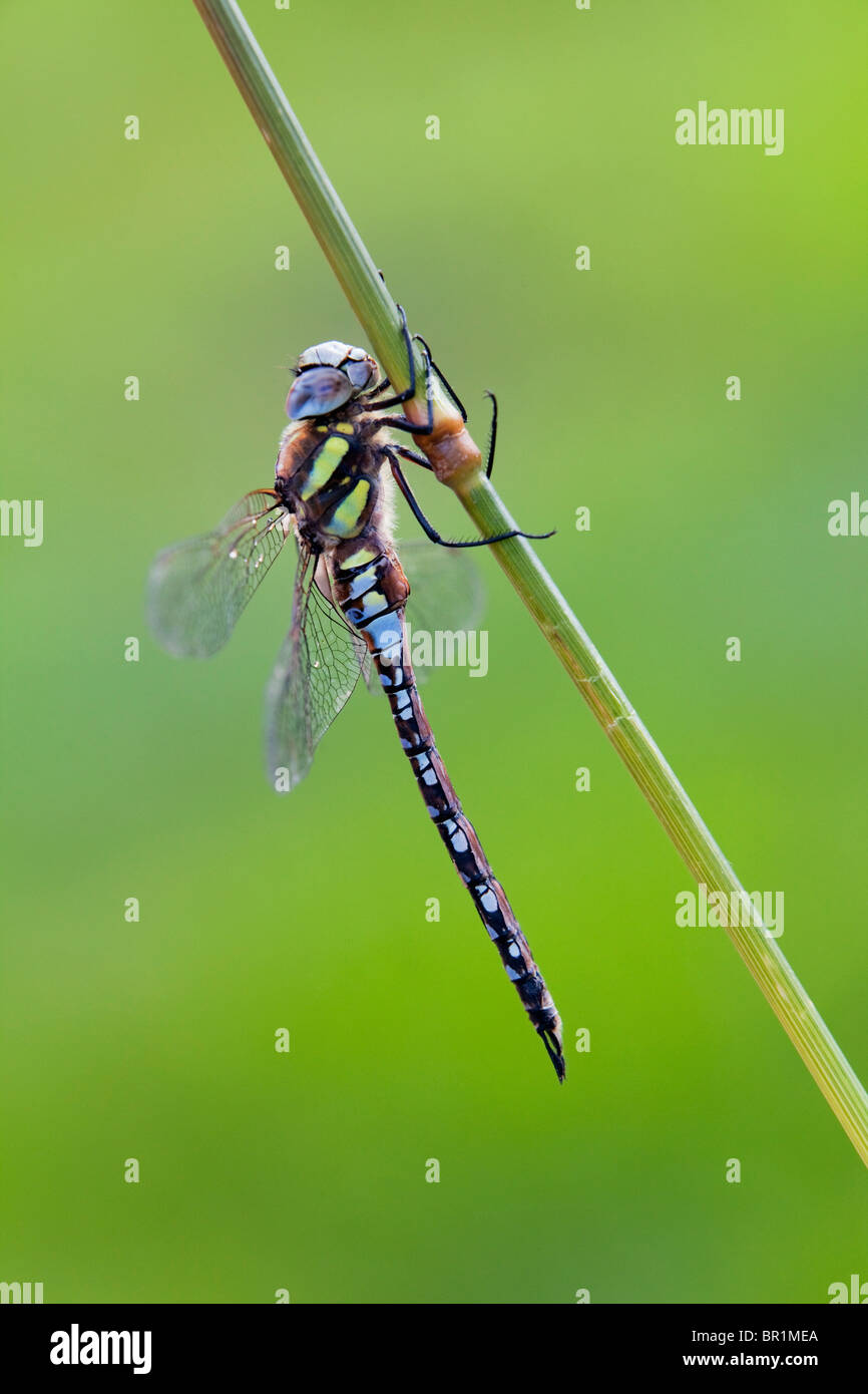 A male Migrant Hawker Dragonfly (Aeshna mixta) at rest on a plant during the day Stock Photo